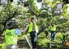 NH투자증권, “농심천심” 실천…의정부 배 농가서 구슬땀