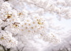 벚꽃 속도 붙었다…예년보다 빠른 ‘봄 질주’