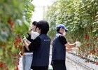 볼보자동차코리아, 발달장애 청년 일터 ‘푸르메소셜팜’서 봉사활동