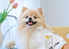티웨이항공, 반려동물 동반 승객에게 이벤트 진행