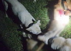 야생동물 잔혹 사냥한 남성 '징역 2년'