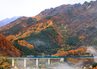 코레일, 태백 청정고원 관광열차 운행