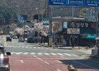 늑구 사태로 본 ‘가짜 동물 이미지’ 경계령