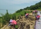 신안군생활개선회, 퍼플섬 보라꽃 심기 봉사활동 추진