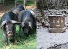 동물학대 논란 '제주 포제' 바뀌나