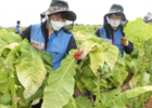 KT&G, 충남 아산시 농가 돕기 위해 임직원 수확 봉사활동