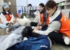 제주항공 승무원, 유기동물 보호소 찾아 봉사활동 진행