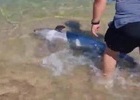 해변까지 밀려 온 '새끼 돌고래' 관광객 도움