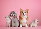 반려동물 350만 시대…고양이 등록 급증