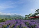 6월은 라벤더 향 따라 힐링 여행!