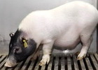 세계 첫 돼지 간 이식 '담즘 기능 입증'