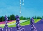 에어부산 인천-삿포로, 인천-보홀, 부산-마카오 취항