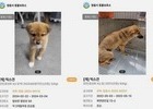 정읍 유기견, 입양 아닌 실험용?